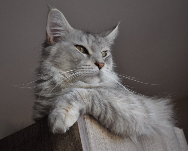Ottawa Femelle Maine coon