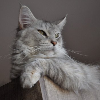 chat Maine coon OTTAWA La chatterie les Rhodonite Coons