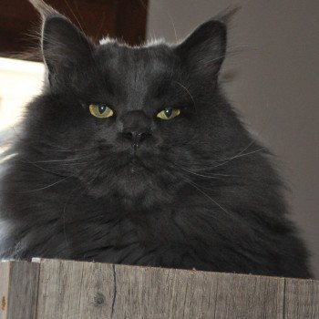 chat Maine coon Pablo La chatterie les Rhodonite Coons