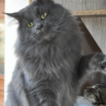 chat Maine coon Pablo La chatterie les Rhodonite Coons