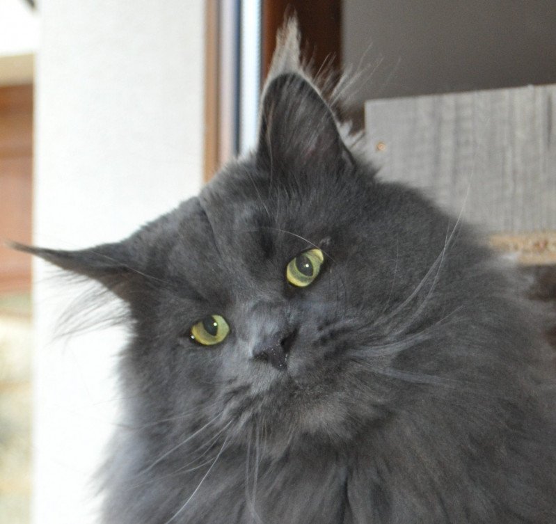 Pablo Mâle Maine coon
