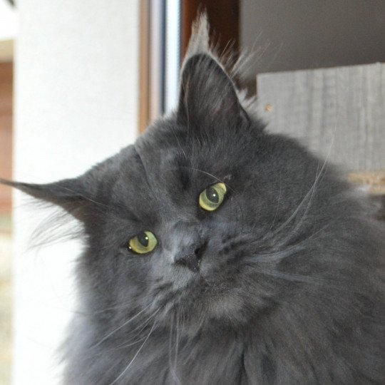 Pablo Mâle Maine coon