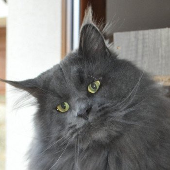 chat Maine coon Pablo La chatterie les Rhodonite Coons