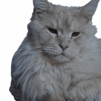 chat Maine coon RACKHAM La chatterie les Rhodonite Coons