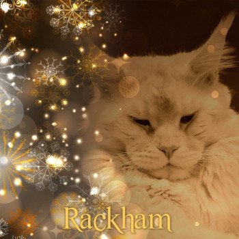 chat Maine coon RACKHAM La chatterie les Rhodonite Coons