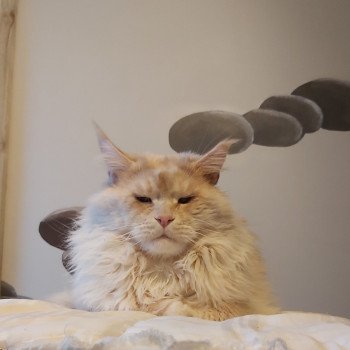 chat Maine coon cream tabby ticked tabby RACKHAM La chatterie les Rhodonite Coons
