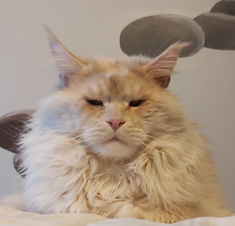 Rackham Mâle Maine coon