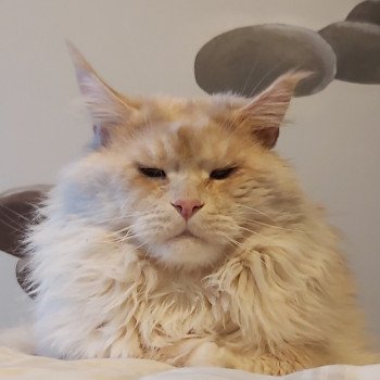 chat Maine coon cream tabby ticked tabby RACKHAM La chatterie les Rhodonite Coons